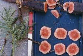 Image result for Elephantorrhiza goetzei