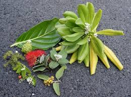 Image result for Wahlenbergia madagascariensis