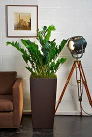 In fact, my zz plant even shot out plenty of new growth in the middle of our dismal ohio winters. Zz Plant Indoor Plant Pots Indoor Plants Interior Plants