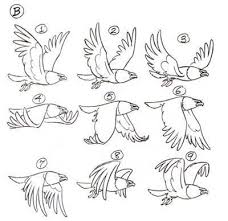 A Guide For Avians Bird Drawings Fly Drawing Flying Bird Drawing