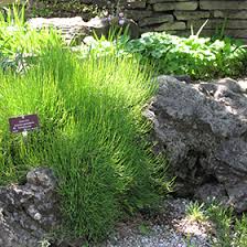 Image result for Cienfuegosia gerrardii