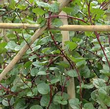 Karena obat tersebut dibuat dengan sintesis kimia, dan tidak diambil langsung dari tanaman untuk diisolasi senyawa bahan aktifnya. Daftar Tanaman Obat Lengkap Beserta Gambar Dan Khasiatnya Bibitbunga Com