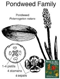 Image result for Potamogetonaceae