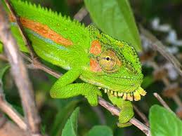 Dragon and alligator lizard species have now become a part of many households across the united states. Chameleon Chameleon Bearded Dragon Care Chameleon Lizard