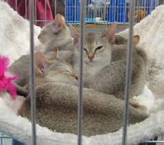 Singapura ialah pusat kewangan keempat terunggul16 dan sebuah bandaraya global metropolitan yang memainkan peranan penting dalam perdagangan dan kewangan antarabangsa. Singapura Cat Wikiwand