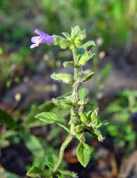 Image result for Clinopodium uhligii