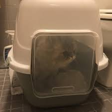 tomoko momoi on instagram 新しいおトイレがお気に入り cat ペルシャ猫 猫のトイレ cats instagram