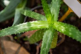 Image result for Aloe zebrina