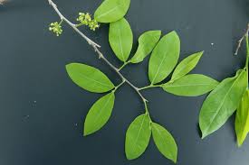 Image result for Margaritaria