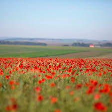 Image result for Poppy Red 1999 AAV