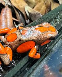 Image result for Striga junodii