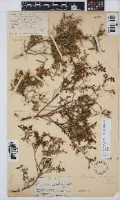 Image result for Melolobium