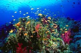 The great barrier reef is not one continuous reef, but made up of over 2900 reefs and 900 islands. Great Barrier Reef Cairns Dive