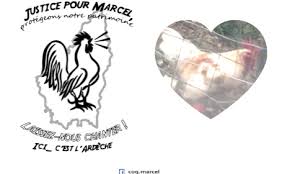 (xvie siècle) l'expression daterait de clément marot sous la forme saillir du coq en l'asne. Petition Justice Pour Le Coq Marcel