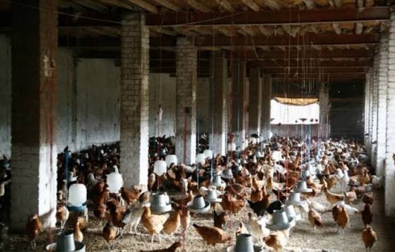 USD 540,855 project to test antibiotic alternatives on Pakistani poultry farms