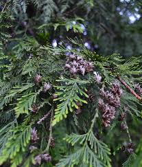 We did not find results for: Western Redcedar Dieback Ppo Home Washington State University
