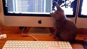 100th Blog Cat Gif Spectacular Blog By Bladesymphony Ign Dog Blog Cats Cat Gif
