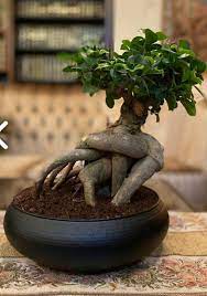 Decor Bonsai Ficus Plant 12652698 Mzad Qatar