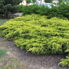 Son feuillage persistant vert et ses belles fleurs à bractées plus pointues font du cornus de hongkong un arbuste ornemental apprécié dans les jardins ou en pot. Genevrier Rampant Vente En Ligne De Genevrier Rampant Aurea Leaderplant