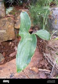 Image result for Stylochaeton