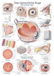 chart the human eye 50x70cm