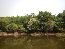 Image result for Cryptosepalum maraviense