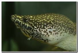 Image result for Stylochaeton tortispathus