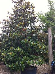 Image result for Pupalia grandiflora