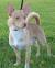 Short Hair Full Grown Short Hair Pomchi