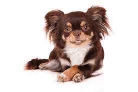 If so, how much benadryl can interact with other medications that your pet may be on (such as anticoagulants and. New Options For Managing Pet Allergies Southwest Journal