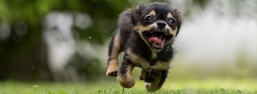 We have reviews of the best places to see in pittsburgh. Bow Wowing With Gratitude For Pet Food Express Napa Humane