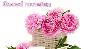 Are you looking for the best beautiful good morning pictures, images? Good Morning Wishes With Flowers Pictures Images Page 80