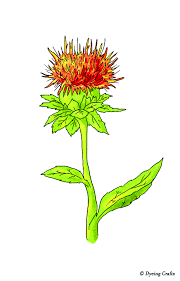 Safflower For Your Natural Dyeing Needs In The Uk