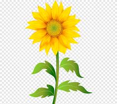 Sunflower clipart bunga matahari marketing categories of 164kb 880x818: Bunga Matahari Kuning Kuning Bunga Matahari Png Pngegg
