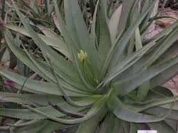 Image result for Aloe lutescens