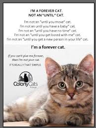Pet Ownership Is A Serious Long Term Commitment Cats Feral Cats Baby Cats