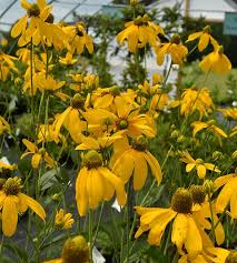 Image result for Rudbeckia laciniata