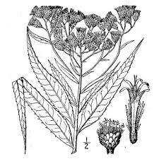 Image result for Vernonia infundibularis