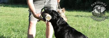 Den første var en såkaldt mock trial i vinderklasse d. Labrador Retriever Danmark Kennel Partridge Http Www Partridge Dk Retriever Ordbog For Nye Retrieverejere