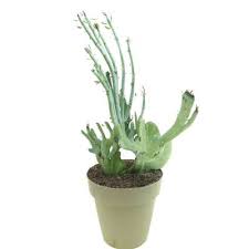 Image result for Senecio propior