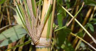 Welcome to the official great home ideas channel, the destination for all your diy, food, garden, lifestyle and. Bamboo Bay Area Cactus Jungle