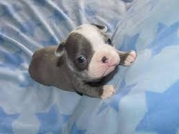 Our pups have color appeal! Beautiful Boston Terrier Puppies For Sale In Albia Iowa Classified Americanlisted Com