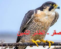 Image of طائر الصقر