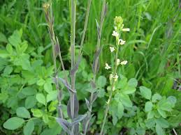 Image result for Turritis glabra