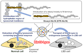 Maybe you would like to learn more about one of these? Molecules Free Full Text Development Of Organelle Replacement Therapy Using A Stearyl Polyhistidine Peptide Against Lysosomal Storage Disease Cells Html