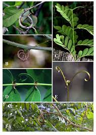 Image result for Teramnus uncinatus