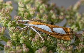 Image result for Catoptria pinella