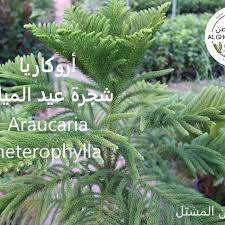 شجرة أروكاريا في اصيص أروكاريا متغايرة الأوراق أو شجرة عيد الميلاد (الاسم العلمي:araucaria heterophylla) هي نوع من النباتات يتبع. Ø§Ø±ÙˆÙƒØ§Ø±ÙŠØ§ Instagram Posts Gramho Com
