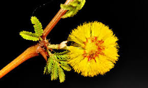 Image result for Atalaya alata