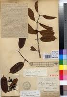 Image result for Cyclocotyla